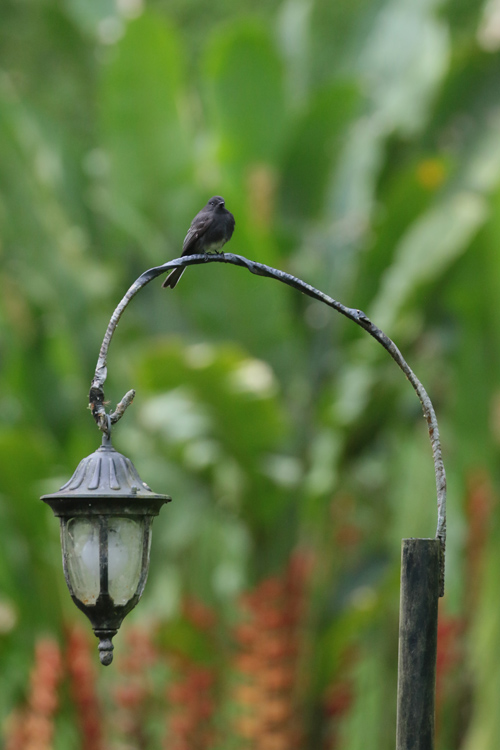 Black Phoebe